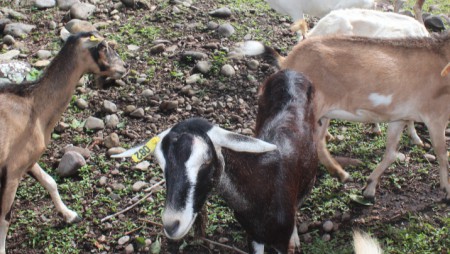 Evalúan raciones para alimentar cabras