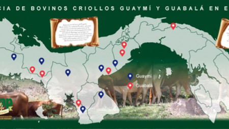 Bovinos criollos ancestrales: razas Guabalá y Guaymí