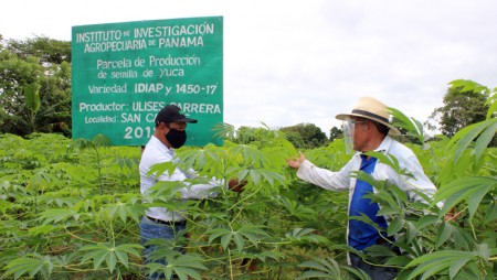 Productores aportan al Plan Panamá Agro Solidario con variedades de yuca del IDIAP