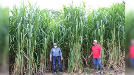 Pasto de corte CT 22, cada vez más utilizado por los productores